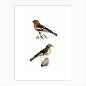 Vintage Chaffinch Male Bird Illustration on Pure White n.0190 Art Print