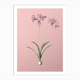 Vintage Nerine Botanical on Soft Pink n.0668 Art Print