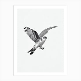 Harrier B&W Pencil Drawing 1 Bird Art Print