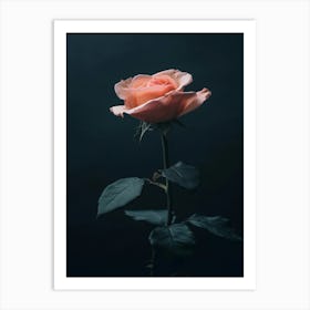 Dark Rose 161 Art Print