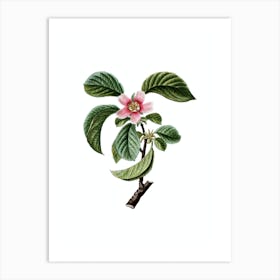 Vintage Chinese Quince Botanical Illustration on Pure White n.0700 Art Print