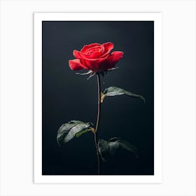 Single Red Rose On Black Background 5 Art Print