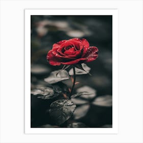 Red Rose 54 Art Print