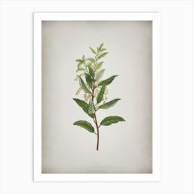 Vintage Evergreen Oak Botanical on Parchment n.0314 Art Print