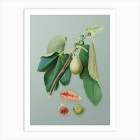 Vintage Monaco Fig Botanical Art on Mint Green n.0811 Art Print