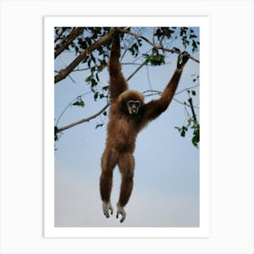 Gibbon Hanging Around Art Print