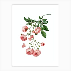 Vintage Pink Rambler Roses Botanical Illustration on Pure White n.0198 Art Print