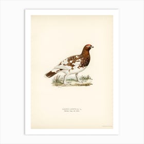 Willow Ptarmigan, The Von Wright Brothers 1 Art Print