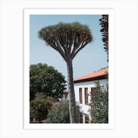 Beautiful Tree, Tenerife, Canary Islands Art Print