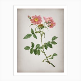 Vintage Lady Monson Rose Bloom Botanical on Parchment n.0070 Art Print