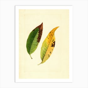 Two Leaves 1 Art Print