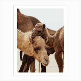 Mom and Baby 3 - Al Wathba Abu Dhabi UAE camel photo print - moody animal photography Art Print Art Print