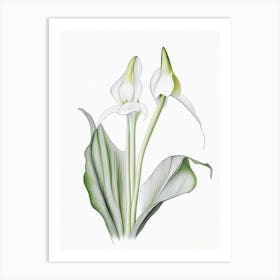 Zantedeschia Aethiopica Floral Quentin Blake Inspired Illustration 1 Flower Art Print