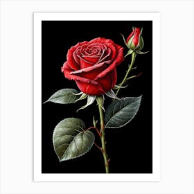 Red Rose 9 Art Print