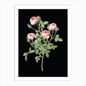 Vintage Burgundian Rose Botanical Illustration on Solid Black n.0104 Art Print