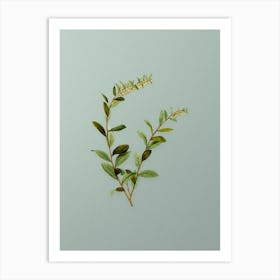 Vintage Andromeda Marginata Bloom Botanical Art on Mint Green n.0140 Art Print