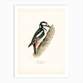 Great Spotted Woodpecker Female (Dryobates Major), The Von Wright Brothers Art Print