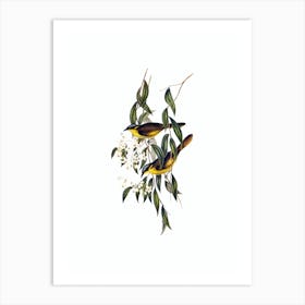 Vintage Wattle Cheeked Honeyeater Bird Illustration on Pure White Art Print