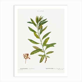 Rhodora, Pierre Joseph Redoute Art Print