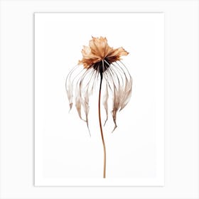 Dry Jelly Fish Flower Art Print