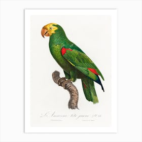 Yellow Crowned Amazon, From Natural History Of Parrots, Francois Levaillant Art Print