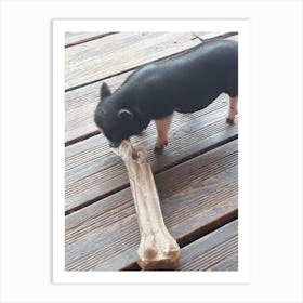 Pig Chewing Bone 1 Art Print