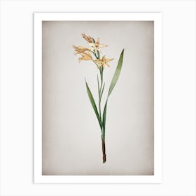 Vintage Gladiolus Cuspidatus Botanical on Parchment n.0397 Art Print