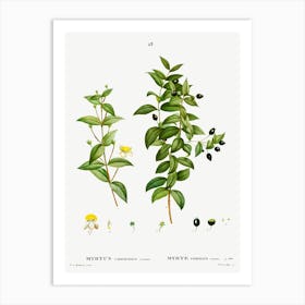 Myrtus Communis Romana, Pierre Joseph Redoute Art Print