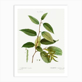 Common Hornbeam, Pierre Joseph Redoute Art Print