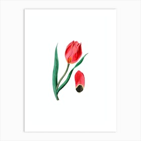 Vintage Sun's Eye Tulip Botanical Illustration on Pure White Art Print