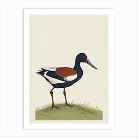 Bird Canvasback Illustration Bird Art Print