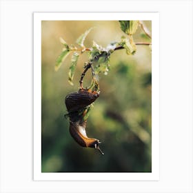 Slug On A Branch Art Print