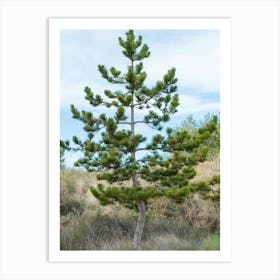 Pine Tree 20211128 188ppub Art Print