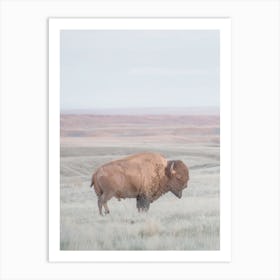 Western Bison Art Print