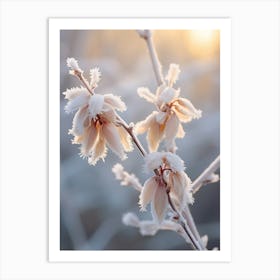 Frosty Botanical Chinese Witch Hazel 2 Art Print