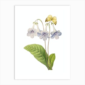 Vintage Canterbury Bells Botanical Illustration on Pure White n.0726 Art Print