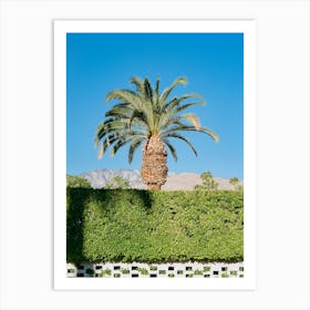 Palm Springs Palm on Film Art Print