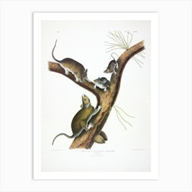 The Viviparous Quadrupeds Of North America, John James Audubon Art Print