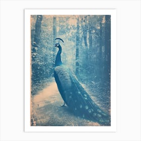Vintage Peacock On A Path Cyanotype Inspired 3 Art Print