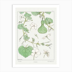 Squash From The Plant And Its Ornamental Applications (1896 ), Maurice Pillard Verneuil Art Print