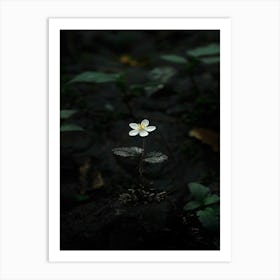 Single Flower In The Dark 19 Art Print