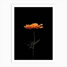 Single Orange Flower 2 Art Print