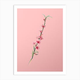Vintage Peach Blossoms Botanical on Soft Pink Art Print