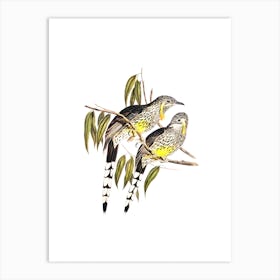 Vintage Great Wattled Honeyeater Bird Illustration on Pure White n.0287 Art Print