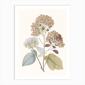 Hydrangea Root Spices And Herbs Pencil Illustration 2 Art Print