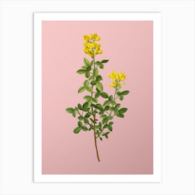 Vintage Common Cytisus Botanical on Soft Pink n.0601 Art Print