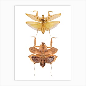 Two Big Insects 2 Art Print