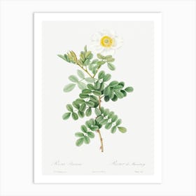 Macartney Rose, Pierre Joseph Redoute Art Print