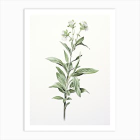 Stevia Vintage Botanical Herbs 3 Art Print