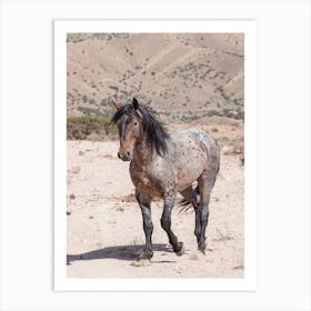 Blue Roan Wild Horse Art Print